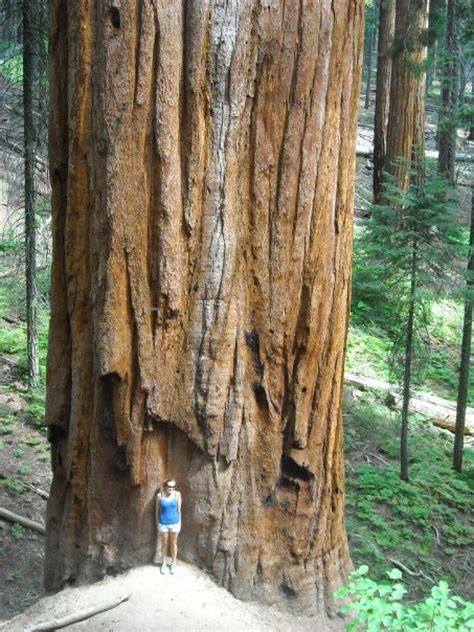 Giant Sequoia Tree I Feel So Small Imgur