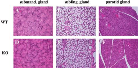 Histological Profile Of Salivary Gland Tissues From Wt And M 1 M 3