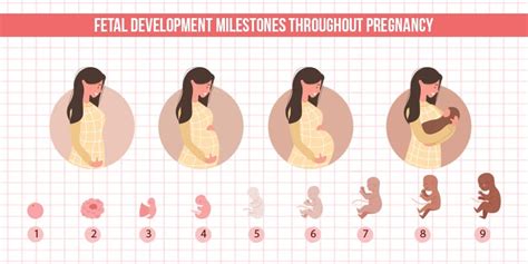 fetal development milestones throughout pregnancy