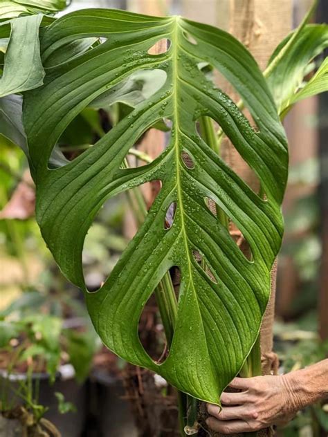 Other Aroids Kens Philodendrons