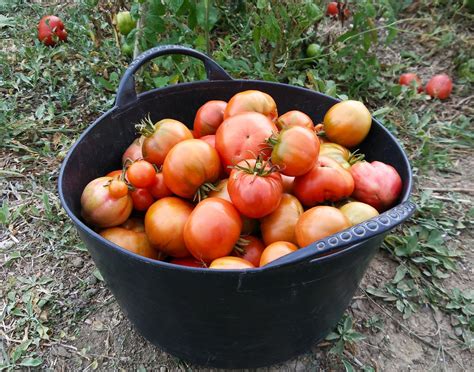 Cultivo Y Cuidados BÁsicos De La Tomatera 🏡🍅 Telegraph