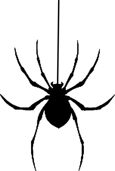 Spider Drawing Png