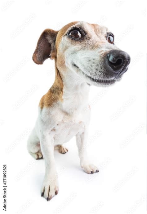Fotobehang Adorable Funny Smiling Dog White Background Dont Worry Be