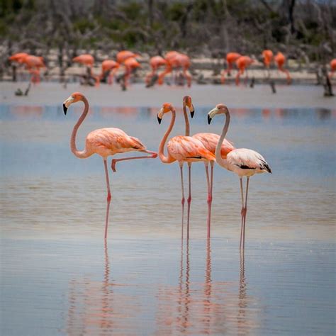 Flamingos Flying Over The Laguna Rosada Yucatan Mexico