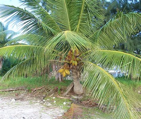 Coconut Palm Tree Cocos Nucifera 650x550m Florida Palm Trees