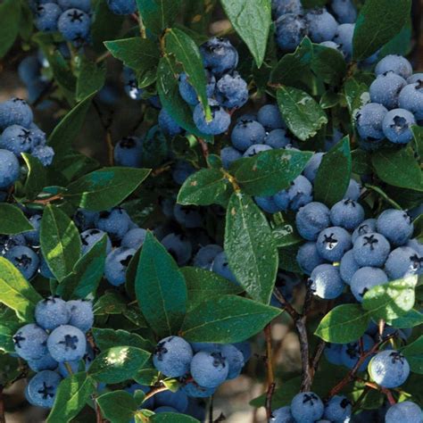 Bluecrop Blueberry Bush Buy Blueberry Bushes Online