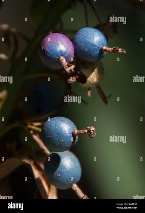 Four Blue Berries Of Australian Native Ginger Alpinia Caerulea Growing