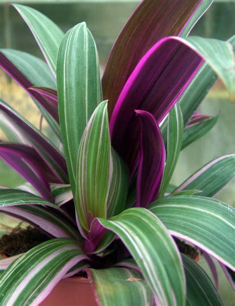 Tradescantia Spathacea Variegata Purple Plants Plants Growing