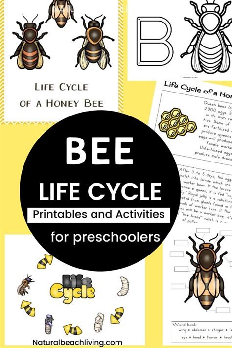 Bee Activities To Teach The Life Cycle Of A Bee For Preschoolers And