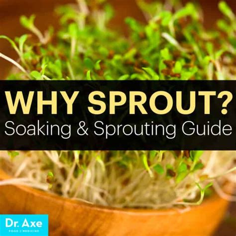 Sprout Guide How To Sprout Grains Nuts And Beans Dr Axe