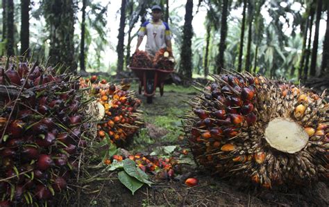 Keterbatasannya kami tidak bisa mengetahui persis yang sudah ditanami dari luasan. Banyak Laporan Buruh Sawit Tidak Diikutsertakan BPJS - Niaga.Asia