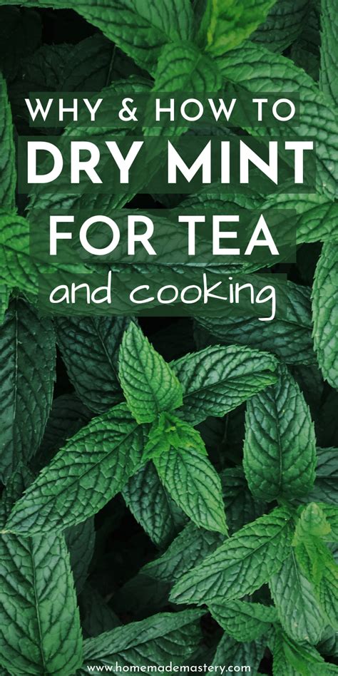How To Dry Mint For Tea And Cooking Homemade Mastery