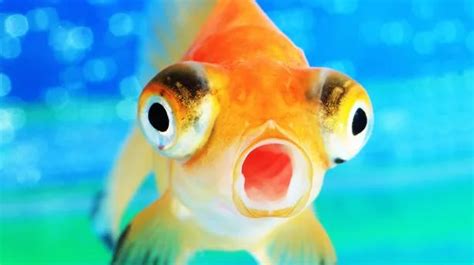 How Goldfish Stay Alive In Icy Waters In The Wild And It Sounds Like