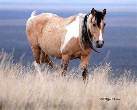 Galloping Buckskin Mustang Horse Buckskin Horses Horse Love