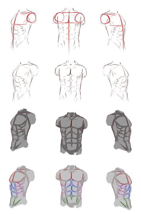 Learn how to draw torso anatomy pictures using these outlines or print just for coloring. Male anatomy by ryky on DeviantArt