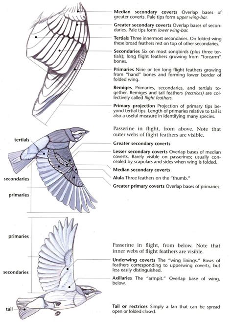 Most insects have two pair of wings, although flies. SibleyWings | Wing anatomy, Bird drawings, Animal drawings