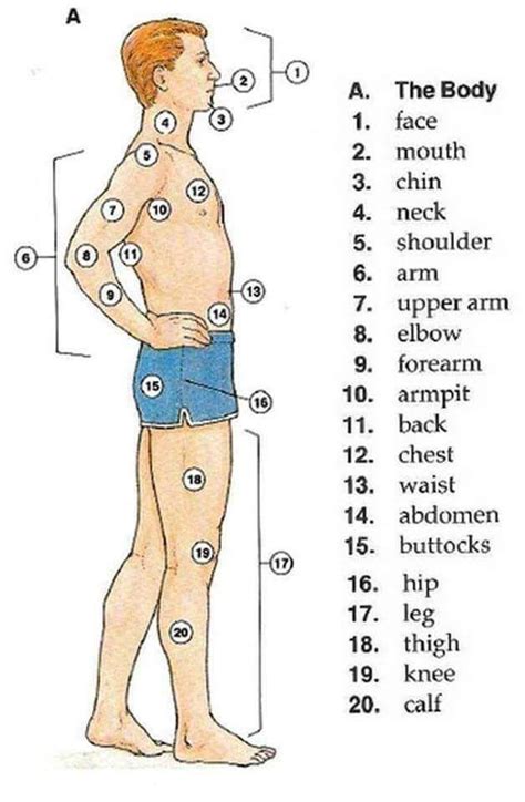 The Body Parts English Vocabulary Englisch Palavras Em Ingl S