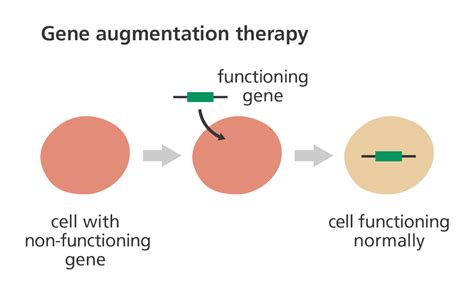 Gene Therapy Sheas Blog