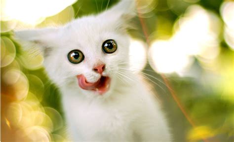 Cute White Cats Wallpapers Sf Wallpaper