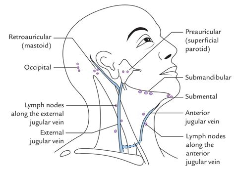 Easy Notes On Superficial Lymph Nodes And Lymph Vessels