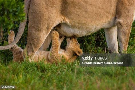 Spotted Lion Cub Photos And Premium High Res Pictures Getty Images