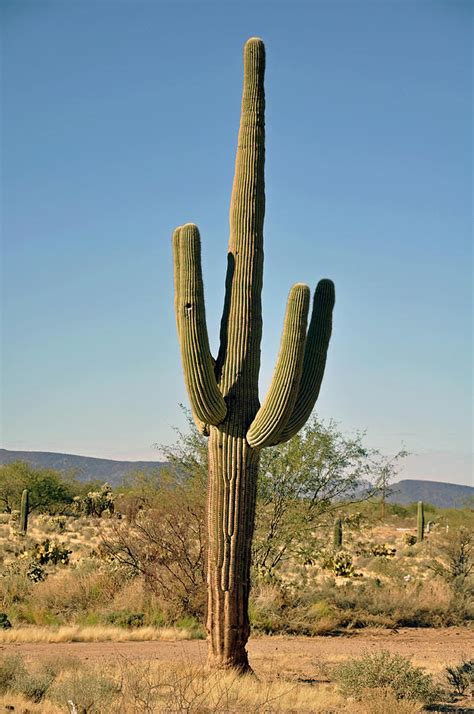 Arizona Cactus Photograph By Helen Haw Fine Art America