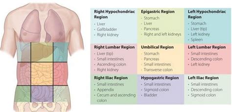 The four quadrants of the abdomen are the right and left upper quadrants and the right and left so they can do what is referred to as surface anatomy. Nine Regions Of The Abdomen - cloudshareinfo