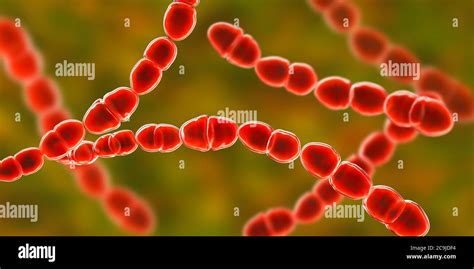 Computer Illustration Of Streptococcus Thermophilus Gram Positive