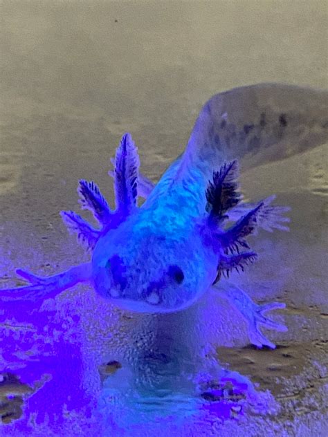 Blue Baby Axolotl Ubicaciondepersonascdmxgobmx
