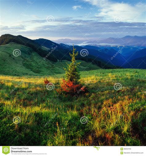 Pine Tree Forest Beauty World Carpathians Ukraine Europe Stock