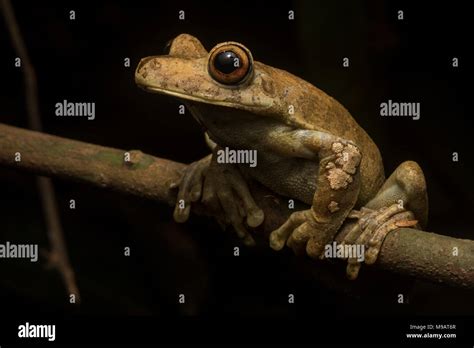 A Rusty Tree Frog Boana Boans Is One Of The Largest Tree Frogs Of The