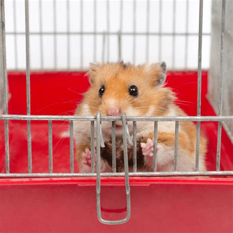 Syrian Hamster Information Petrapedia