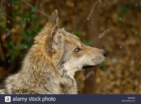 Subspecies Of Gray Wolf Stock Photos And Subspecies Of Gray