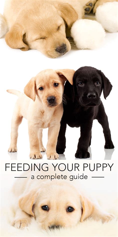 How much do dogs cost: Feeding Your Labrador Puppy - Full Guide and Diet Chart