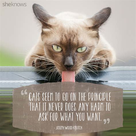 Quote About Cat Inspiration
