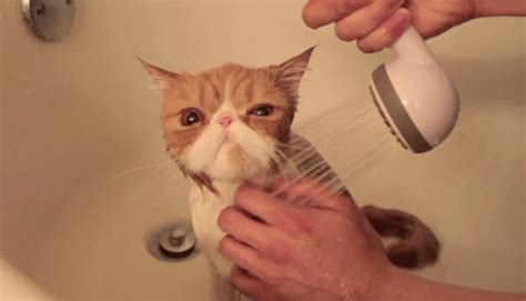 Shower Time Cute Cat S