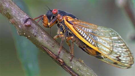 What’s That Noise The 17 Year Cicadas Are Back The Roanoke Star News