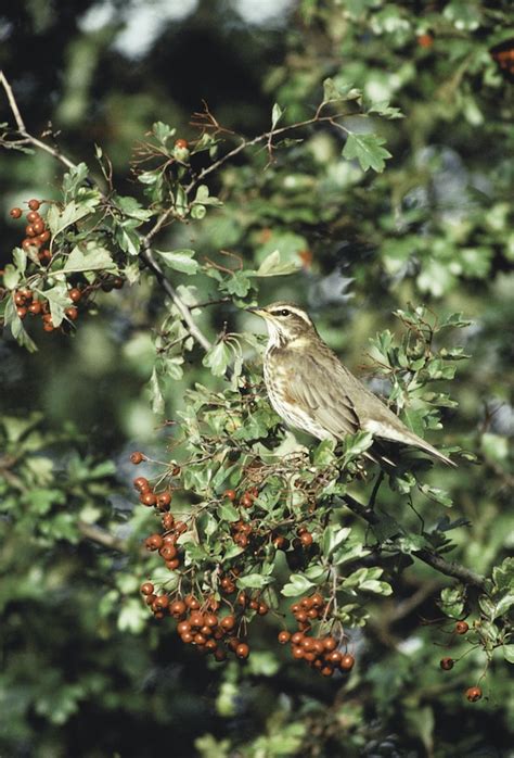 Bird Of The Month Redwings The English Garden