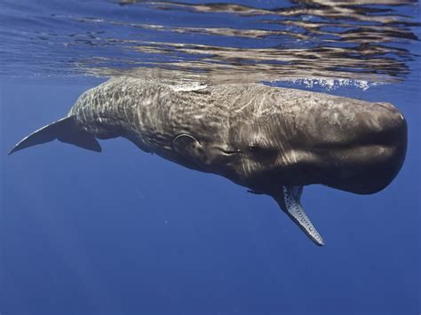 To enjoy yourself very much: People and Whales: A History | National Geographic Society