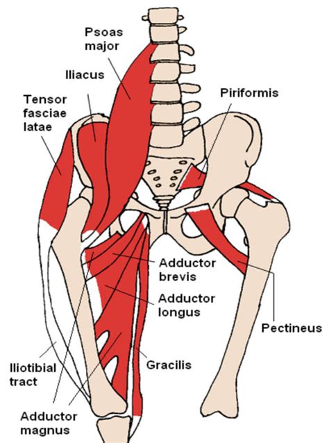 Groin Muscle Anatomy