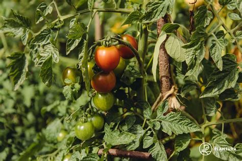 Fertilizar tomates cuándo cómo con qué