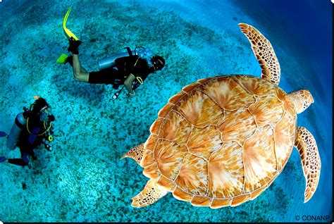 Riding The Wave For Marine Conservation At Un Biodiversity Summit