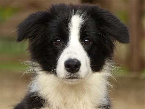 Daisy Border Collie Puppy 2 Week Residential Dog Training At