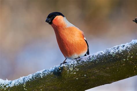 Eurasian Bullfinch Stretched Out Her Neck In Search Of A Possible
