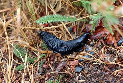 A Photo A Thought Fauna Banana Slugs In Olympic National