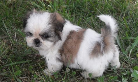 Shih Tzu Puppies Free Wallpaper Pictures Of Animals 2016