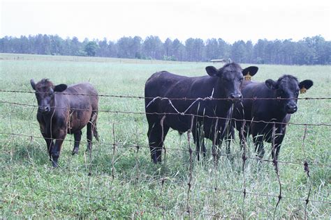 Beef Uga Cooperative Extension