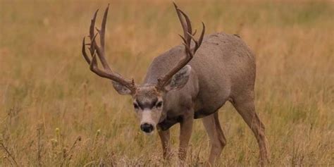 The 4 Biggest Mule Deer Kills In The Record Books ⋆
