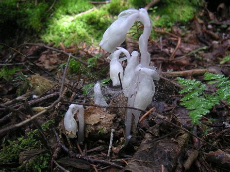 White Mountain Mushrooms Enwebbed Flickr Photo Sharing