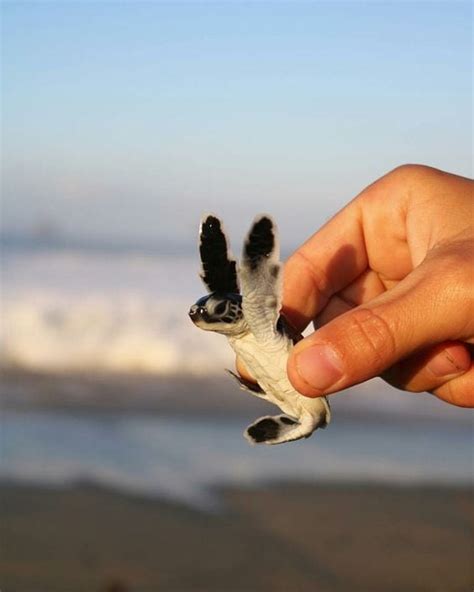 Baby Sea Turtle Too Cute To Bear